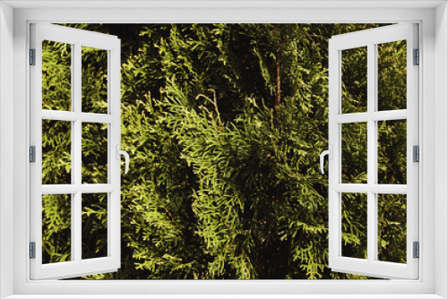 Fototapeta Naklejka Na Ścianę Okno 3D - Green leaf texture background.