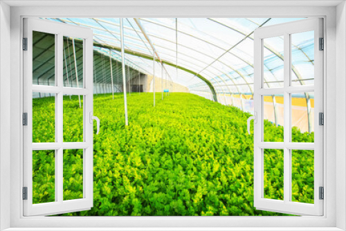 Fototapeta Naklejka Na Ścianę Okno 3D - Celery in the greenhouse