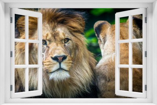 Fototapeta Naklejka Na Ścianę Okno 3D - Berber lion with a lioness portrait