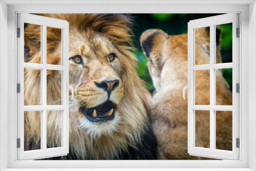 Fototapeta Naklejka Na Ścianę Okno 3D - Berber lion with a lioness