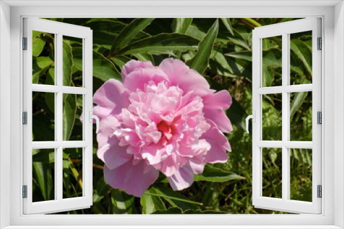 Fototapeta Naklejka Na Ścianę Okno 3D - Sunny. Large fragrant peonies bloom.