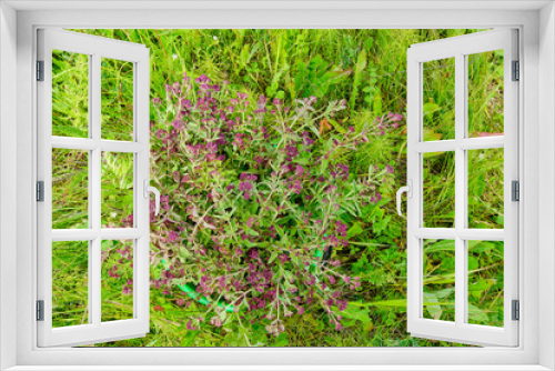 Fototapeta Naklejka Na Ścianę Okno 3D - Blooming wild oregano