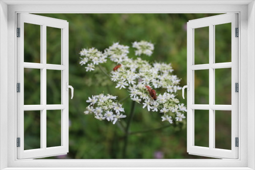 Fototapeta Naklejka Na Ścianę Okno 3D - white flower in the field with common red soldier beetles