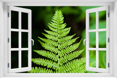 Fototapeta Naklejka Na Ścianę Okno 3D - green fern leaves in the forest for background