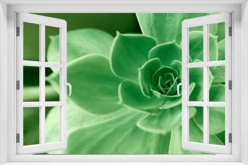 Fototapeta Naklejka Na Ścianę Okno 3D - Close up background with beautiful aloe plant.