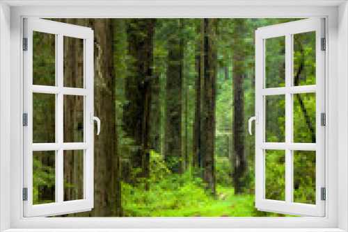 Fototapeta Naklejka Na Ścianę Okno 3D - Redwood trees and the remains of old US Highway 1 in the Redwood National and State Parks (RNSP) are old-growth temperate rainforests located along the coast of northern California.