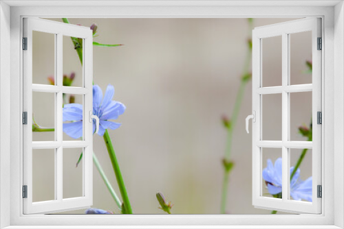 Fototapeta Naklejka Na Ścianę Okno 3D - blue and white flowers,chicory, blue flowers, background for cards