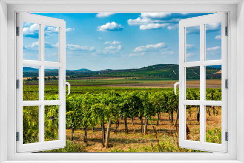 Fototapeta Naklejka Na Ścianę Okno 3D - Vineyard in Tokaj region, Hungary