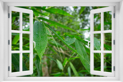Fototapeta Naklejka Na Ścianę Okno 3D - bamboo leaves water drop green background,After the rain falls ,