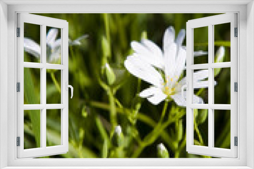 Fototapeta Naklejka Na Ścianę Okno 3D - white flowers in the wind