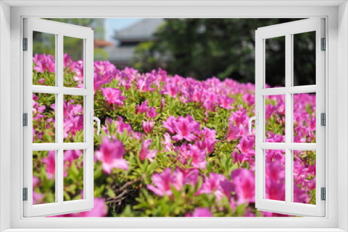 Fototapeta Naklejka Na Ścianę Okno 3D - Pink Flower