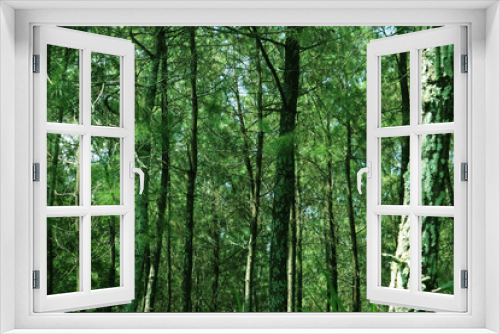 Fototapeta Naklejka Na Ścianę Okno 3D - photo of forest trees, leaf, plant