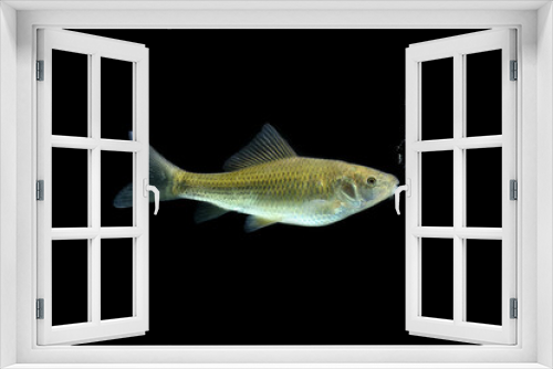 Fototapeta Naklejka Na Ścianę Okno 3D - Osteochilus vittatus/ Nilem Bonylip barb fish Is a medium sized freshwater fish.from asia