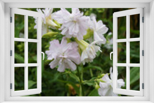 Fototapeta Naklejka Na Ścianę Okno 3D - Blooming pink terry soapwort