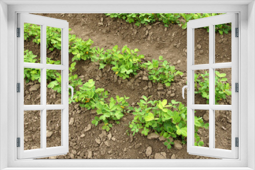 Fototapeta Naklejka Na Ścianę Okno 3D - Peanut plants in vegetable beds