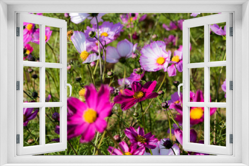 Fototapeta Naklejka Na Ścianę Okno 3D - Beautiful Gesang flowers bloom in summer