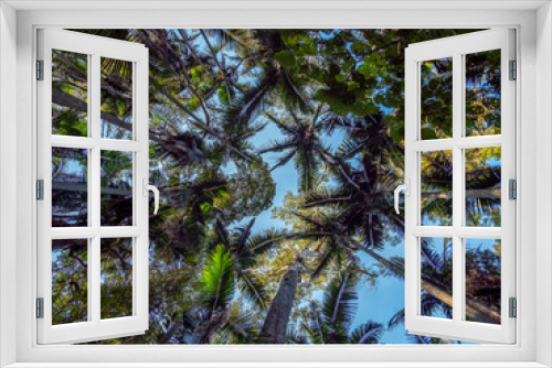 Fototapeta Naklejka Na Ścianę Okno 3D - Rainforest Canopy with Palm Trees