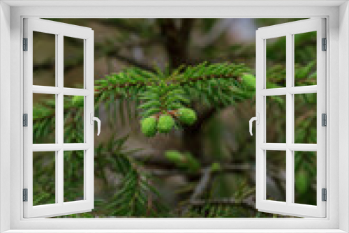 Fototapeta Naklejka Na Ścianę Okno 3D - Green soft tree young sprout into the woods
