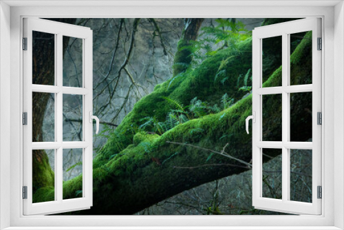 Fototapeta Naklejka Na Ścianę Okno 3D - Winter Woodland moss