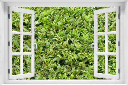 Fototapeta Naklejka Na Ścianę Okno 3D - tea plantation closeup