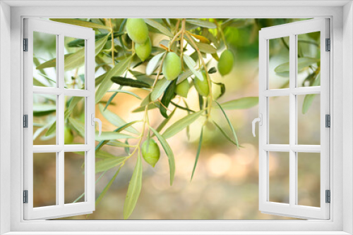 Fototapeta Naklejka Na Ścianę Okno 3D - green olives grow on a olive tree branch in the garden. selective focus