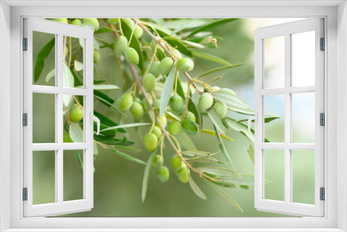 Fototapeta Naklejka Na Ścianę Okno 3D - green olives grow on a olive tree branch in the garden. selective focus. banner