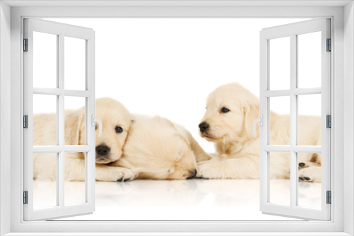 Fototapeta Naklejka Na Ścianę Okno 3D - three sleeping puppies