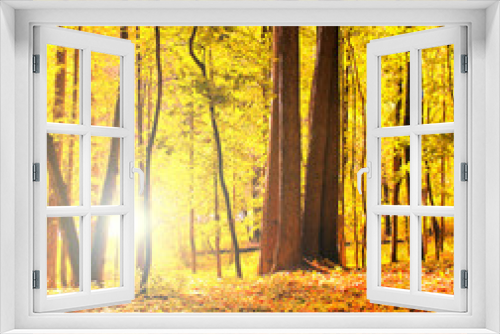 Fototapeta Naklejka Na Ścianę Okno 3D - beautiful autumnal forest