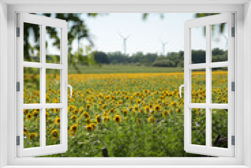 Fototapeta Naklejka Na Ścianę Okno 3D - sunflower field in summer