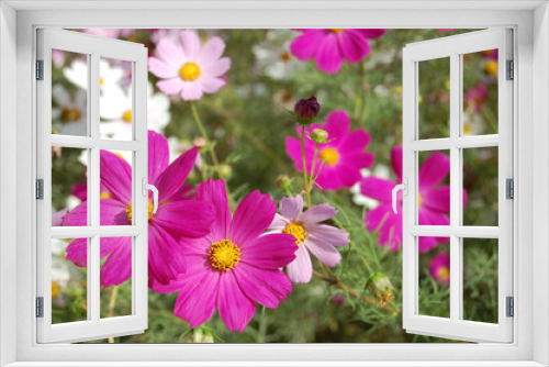 Fototapeta Naklejka Na Ścianę Okno 3D - beautiful pink bell flowers