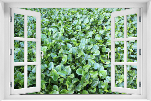 Fototapeta Naklejka Na Ścianę Okno 3D - Thickets of water hyacinth
