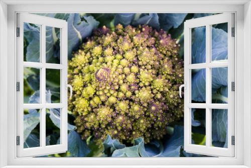Fototapeta Naklejka Na Ścianę Okno 3D - Romanesco Broccoli