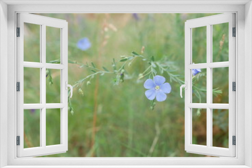 Fototapeta Naklejka Na Ścianę Okno 3D - Blue Flax Flower
