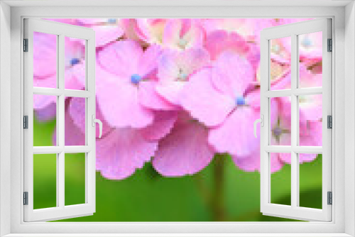Fototapeta Naklejka Na Ścianę Okno 3D - pink hydrangea flower