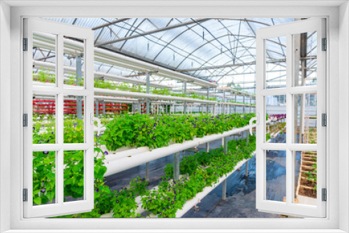 Fototapeta Naklejka Na Ścianę Okno 3D - Soilless crops grown in pipes in modern greenhouses.
