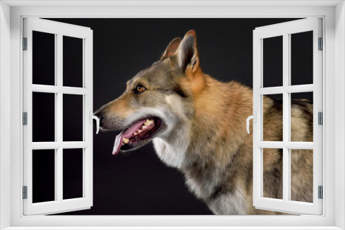 Fototapeta Naklejka Na Ścianę Okno 3D - Dog (Czechoslovakian Wolfdog) sitting in studio on black background looking sideways