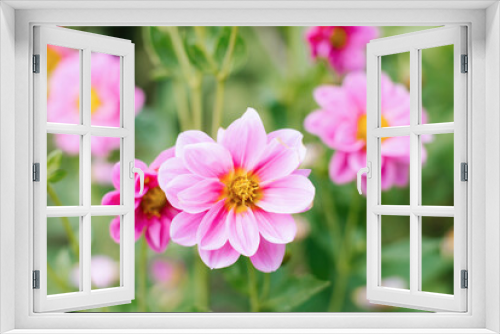 Fototapeta Naklejka Na Ścianę Okno 3D - Pink Dahlia flowers in the summer garden. Flower background