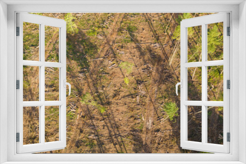 Fototapeta Naklejka Na Ścianę Okno 3D - Top view of a deforested forest area in the Taunus / Germany