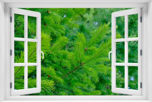 Fototapeta Naklejka Na Ścianę Okno 3D - spruce branches with light green shoots