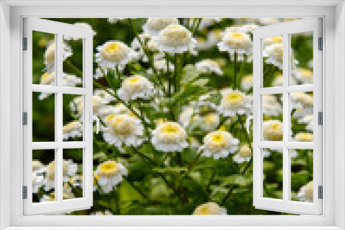 Fototapeta Naklejka Na Ścianę Okno 3D - Feverfew (Pyrethrum parthenium, anacetum parthenium, Chrysanthemum parthenium, Matricaria parthenium) in garden