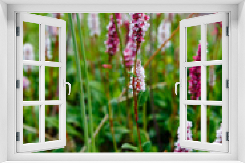 Fototapeta Naklejka Na Ścianę Okno 3D - Polygonum affine, knotweed, blooming plants in summer. Medicinal plants in the garden