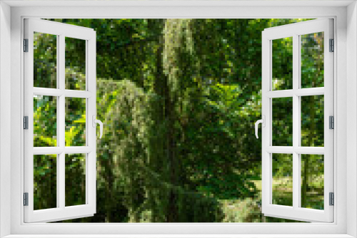 Fototapeta Naklejka Na Ścianę Okno 3D - Evergreen landscaped garden. Firs, Christmas trees, juniperses and other evergreen trees and shrubs against the backdrop of evergreens and deciduous plants. Close-up. Atmosphere of relaxing and love.