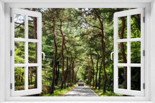 Fototapeta Naklejka Na Ścianę Okno 3D - A path through the pine grove