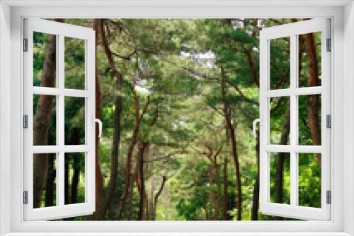 Fototapeta Naklejka Na Ścianę Okno 3D - A path through the pine grove