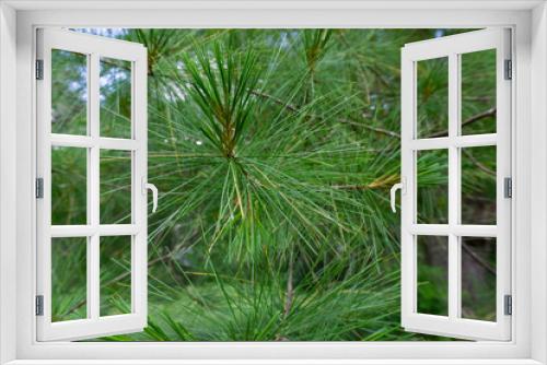 Fototapeta Naklejka Na Ścianę Okno 3D - close-up of branches of Pinus parviflora Glauca pine in the woods. Green and silvery pine needles.