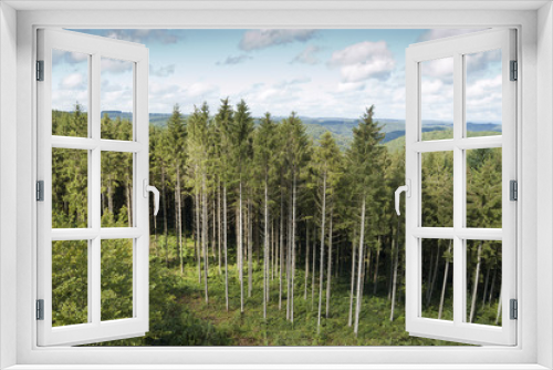 Fototapeta Naklejka Na Ścianę Okno 3D - Bosque de coníferas en Bouillon, Bélgica