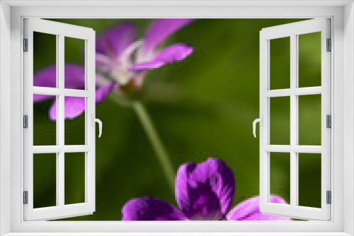 Fototapeta Naklejka Na Ścianę Okno 3D - Closeup of beautiful Wood Cranesbill flowers (Geranium sylvaticum)
