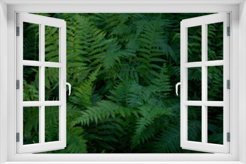 Fototapeta Naklejka Na Ścianę Okno 3D - Close up of green ferns in a forest. Background made from green fern leaves