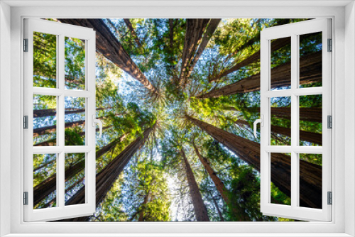 Fototapeta Naklejka Na Ścianę Okno 3D - Looking Up through Redwood