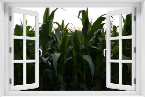 Fototapeta Naklejka Na Ścianę Okno 3D - green corn field